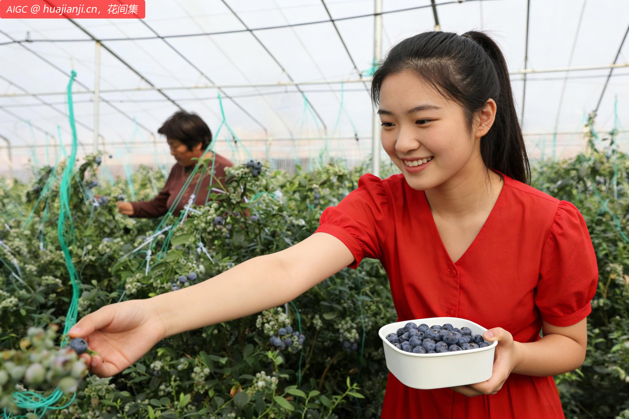 山东省蒙阴县蓝莓基地内，果农忙着采摘