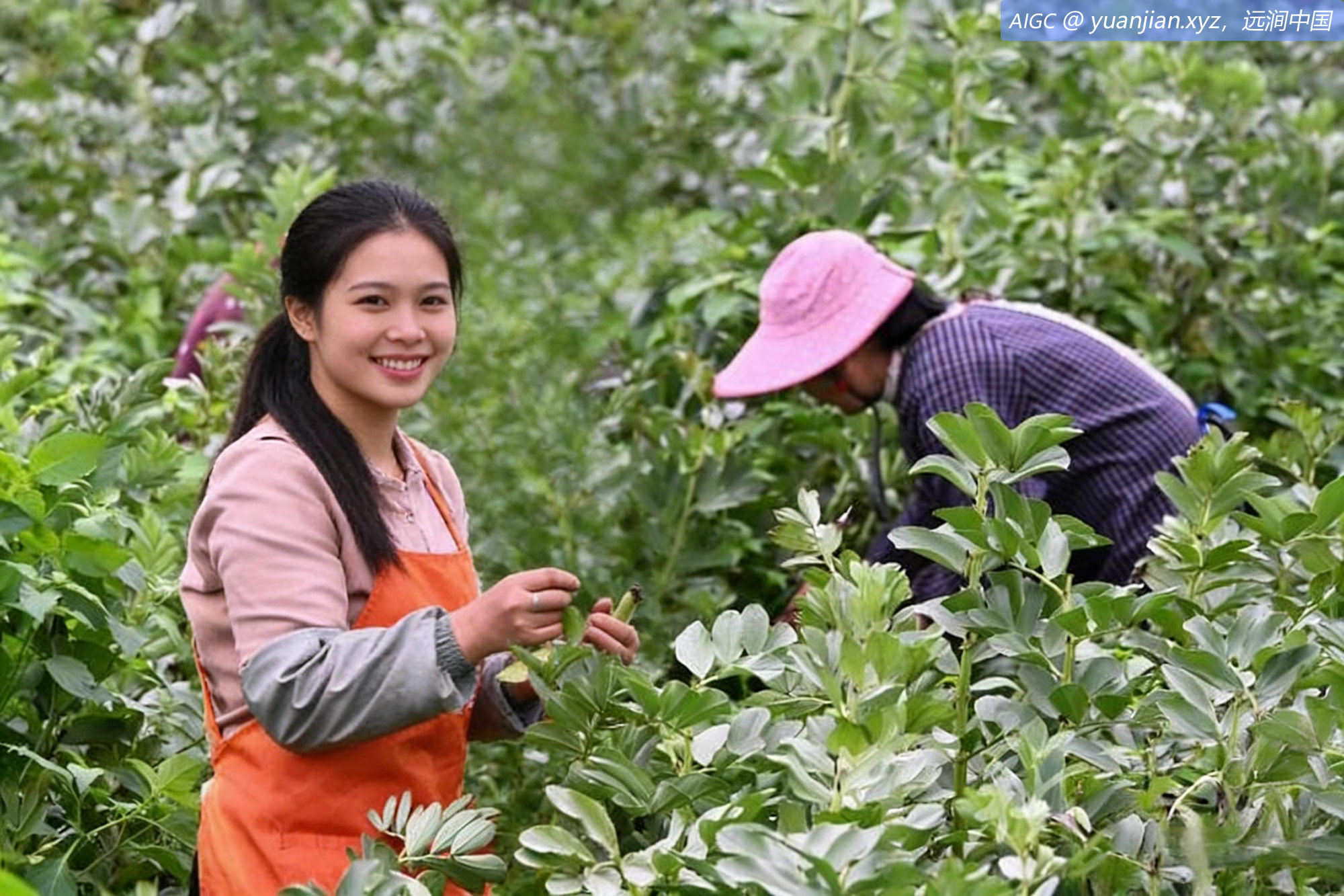 广西河池市罗城县龙岸镇榕山村，村民在采收蚕豆